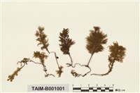 藏品(刀葉樹平苔)的圖片